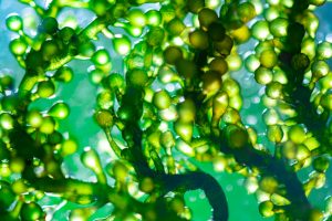 Scientists Are Developing Research On Algae Bio